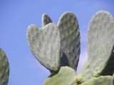 Pintura con baba de nopal