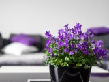 Decora y pinta las paredes en violeta, morado o lila