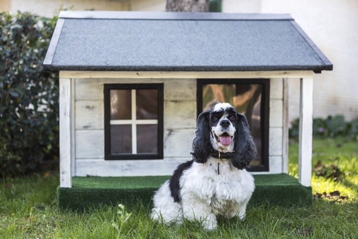 4 consejos pintar casa de tu perro – PintoMiCasa.com